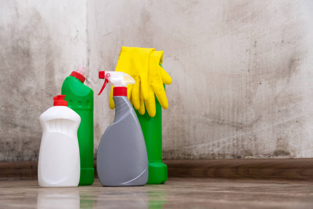 Why You Should Choose Our Mold Remediation Services in High Ridge, MO